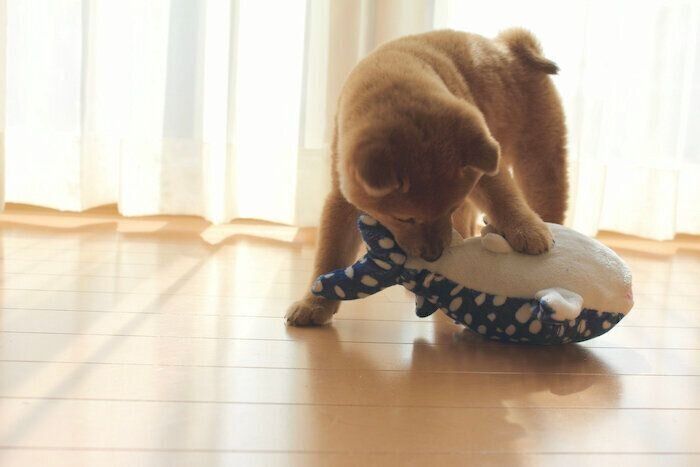 柴犬,ジンベエザメ