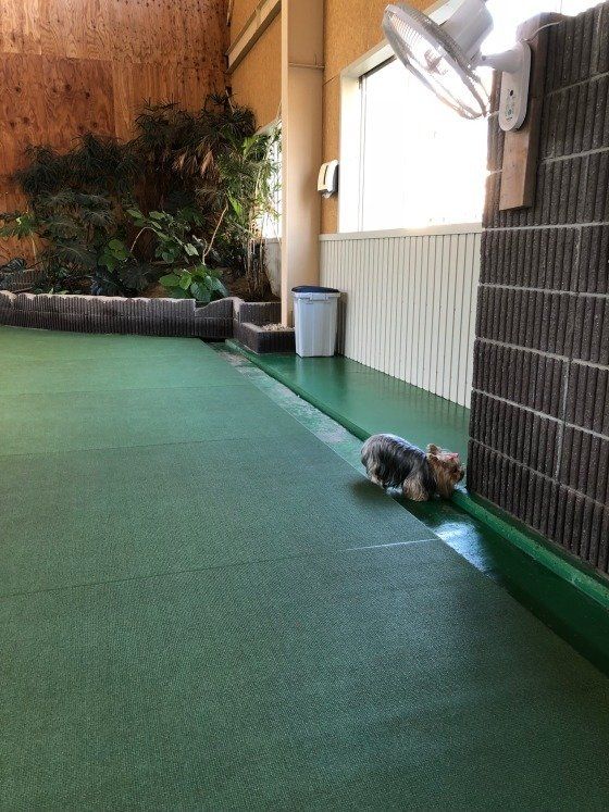 ドッグラン　あずきちゃん