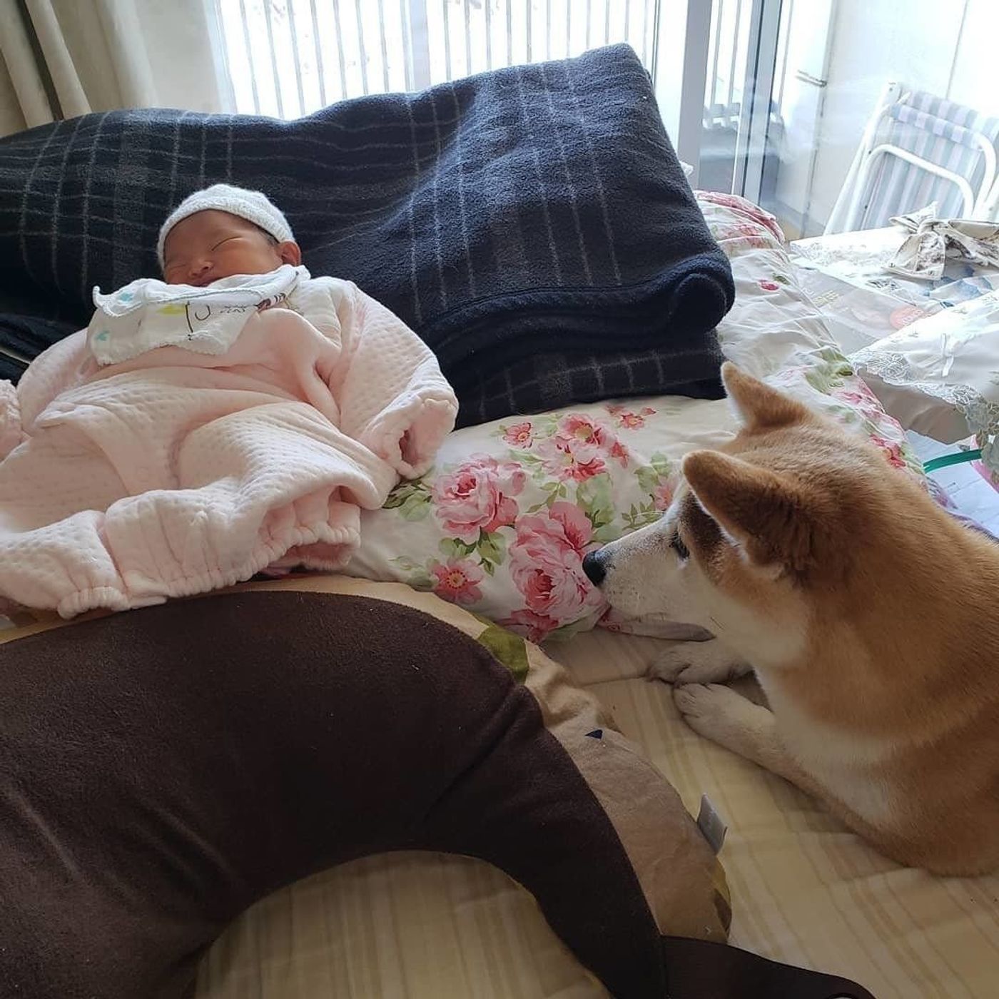 かわいい 犬と赤ちゃん 犬が赤ちゃんに優しい理由 いぬのきもちweb Magazine かわいい 犬と赤ちゃん 犬が赤ちゃんに優しい理由 いぬのきもちweb Magazine