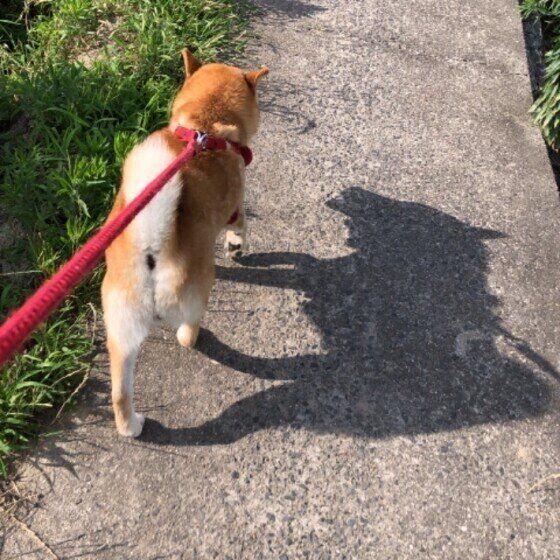 うちの犬が生きたセミを食べた ゾッとする犬の行動を獣医師が解説 いぬのきもちweb Magazine