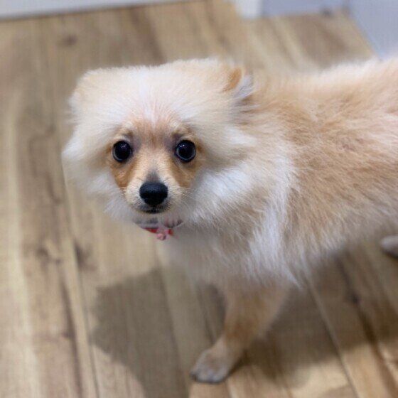 るる  ポメラニアン　嬉しいと耳ペタ