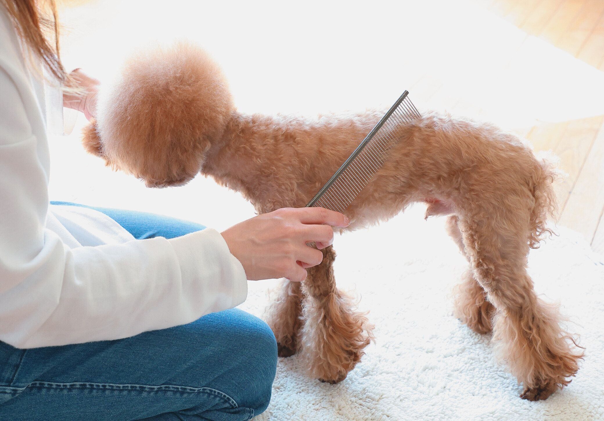 ブラッシングされるトイ・プードル