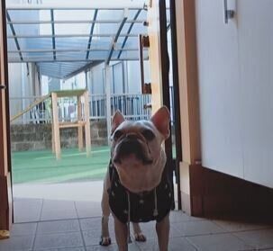 いぬ　もっちゃん