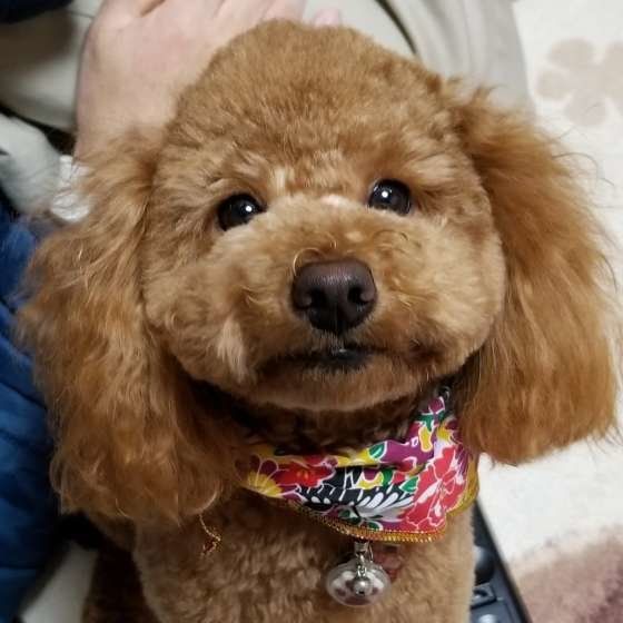 花柄のスタイをしているトイ・プードル