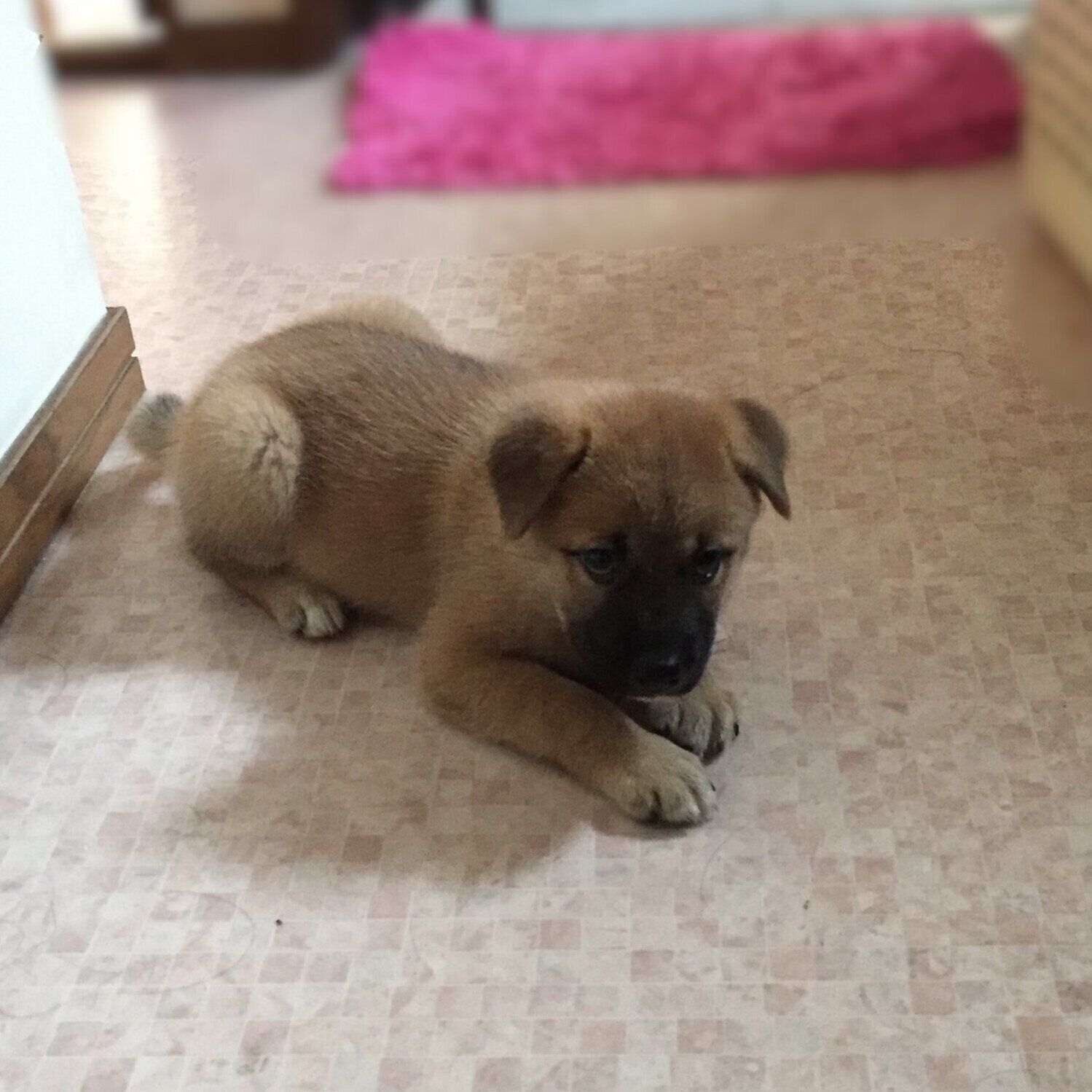 子犬時代のこなつちゃん　小さくてかわいらしい