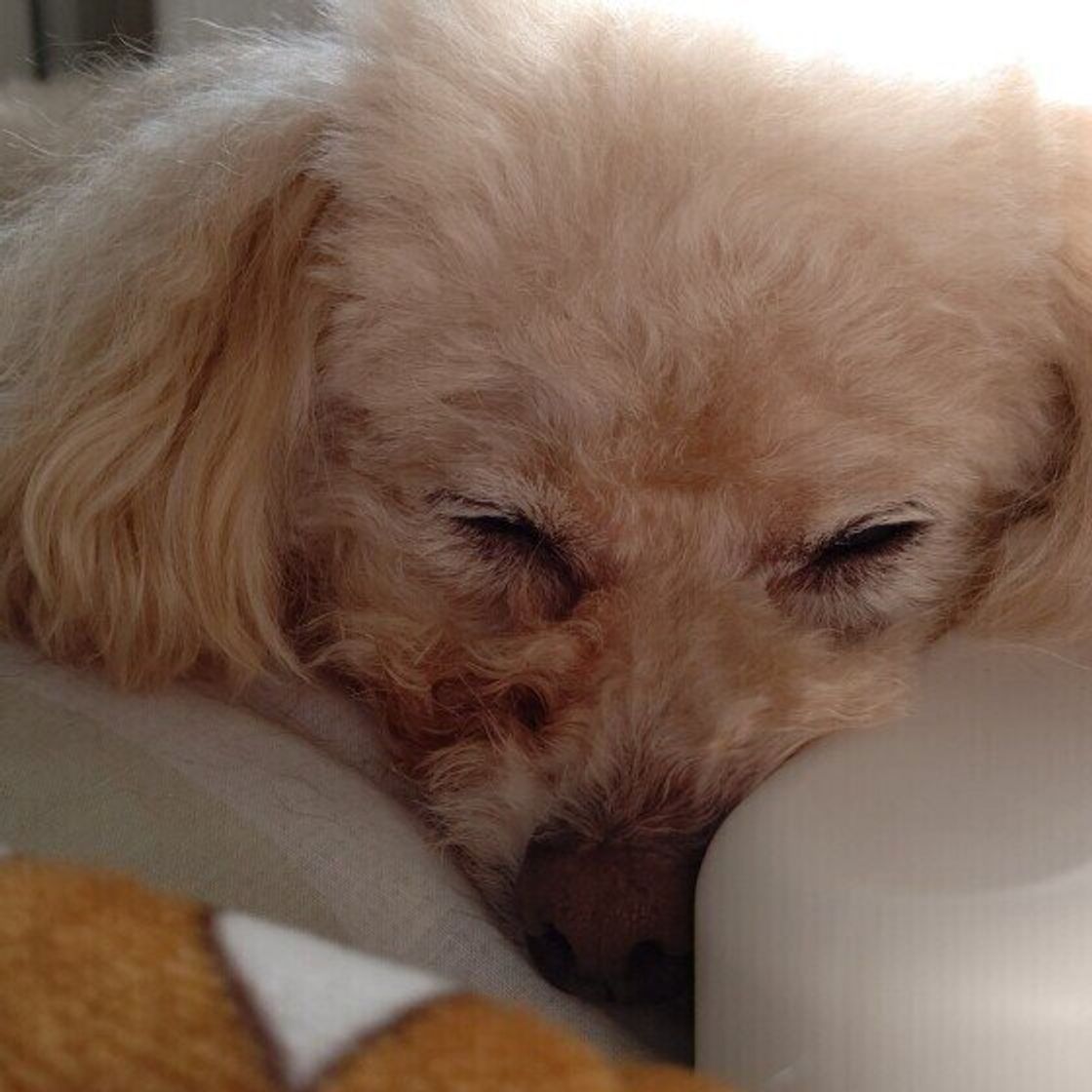 犬が飼い主さんの 足元で寝るとき のくっつき方で信頼度がわかる いぬのきもちweb Magazine 犬が飼い主さんの 足元で寝るとき のくっつき方で信頼度がわかる いぬのきもちweb Magazine