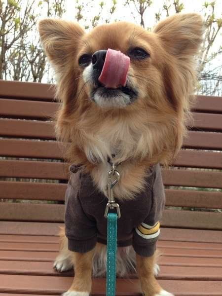 ちょっと落ち着こう 犬がペロリと舌なめずりする意外な理由 いぬのきもちweb Magazine