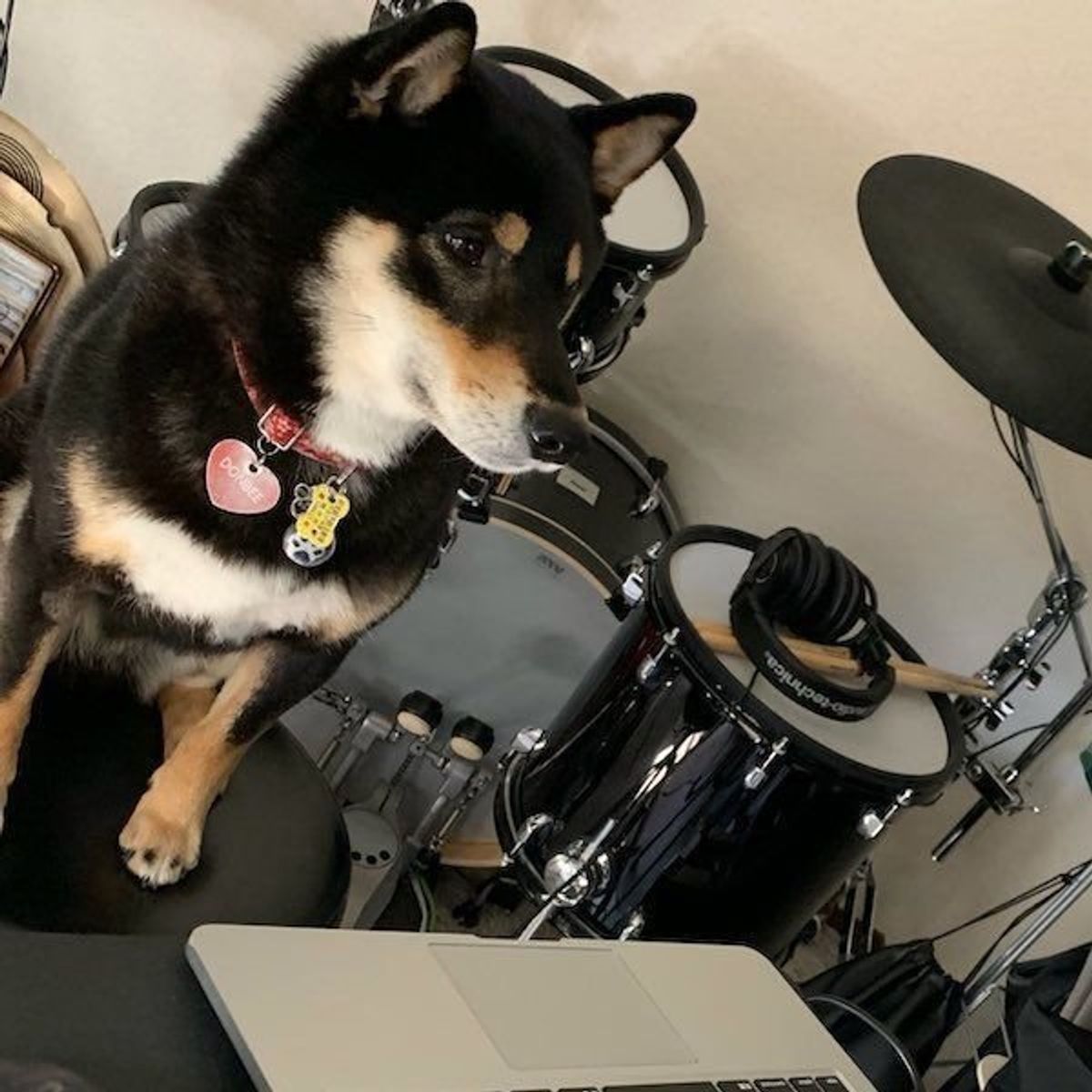 もう 許すッ 飼い主さんを困らせちゃう 邪魔かわいい 犬5選 いぬのきもちweb Magazine もう 許すッ 飼い主さんを困らせちゃう 邪魔かわいい 犬5選 いぬのきもちweb Magazine