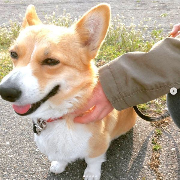 元保護犬・コーギーのゆずちゃん