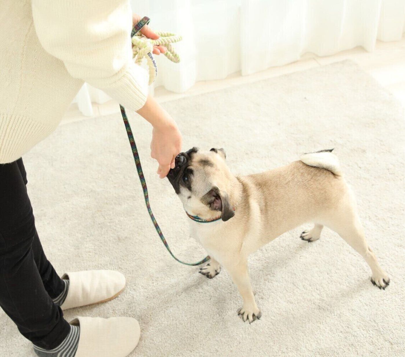 愛犬の噛みグセ どう対応する 楽しい 気持ちで人や家具をカミカミする犬の対策5選 いぬのきもちweb Magazine 愛犬の噛みグセ どう対応する 楽しい 気持ちで人や家具をカミカミする犬の対策5選 いぬのきもちweb Magazine