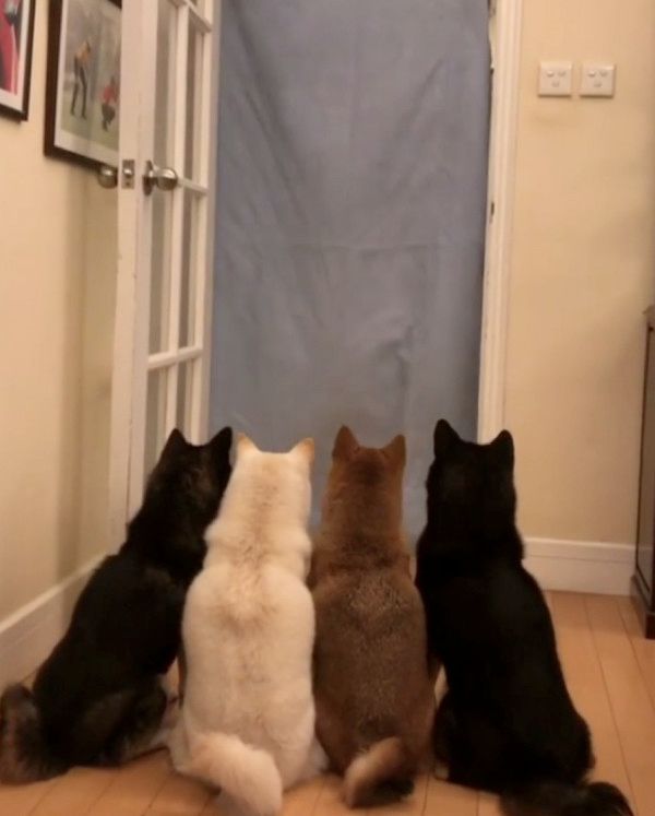 シーツを使ったトリックに挑戦する犬