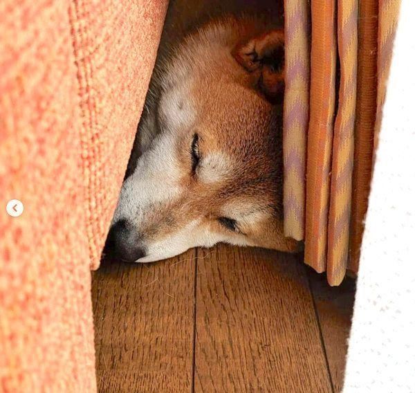 狭い場所に隠れる柴犬