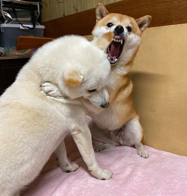 ワンプロするQ太郎くんとみかんちゃん