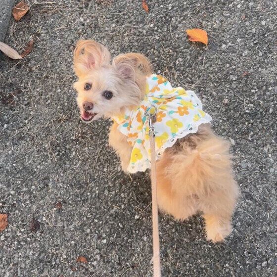 Ｍｉｘ（雑種）小型犬　あんずちゃん