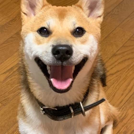 笑顔の柴犬