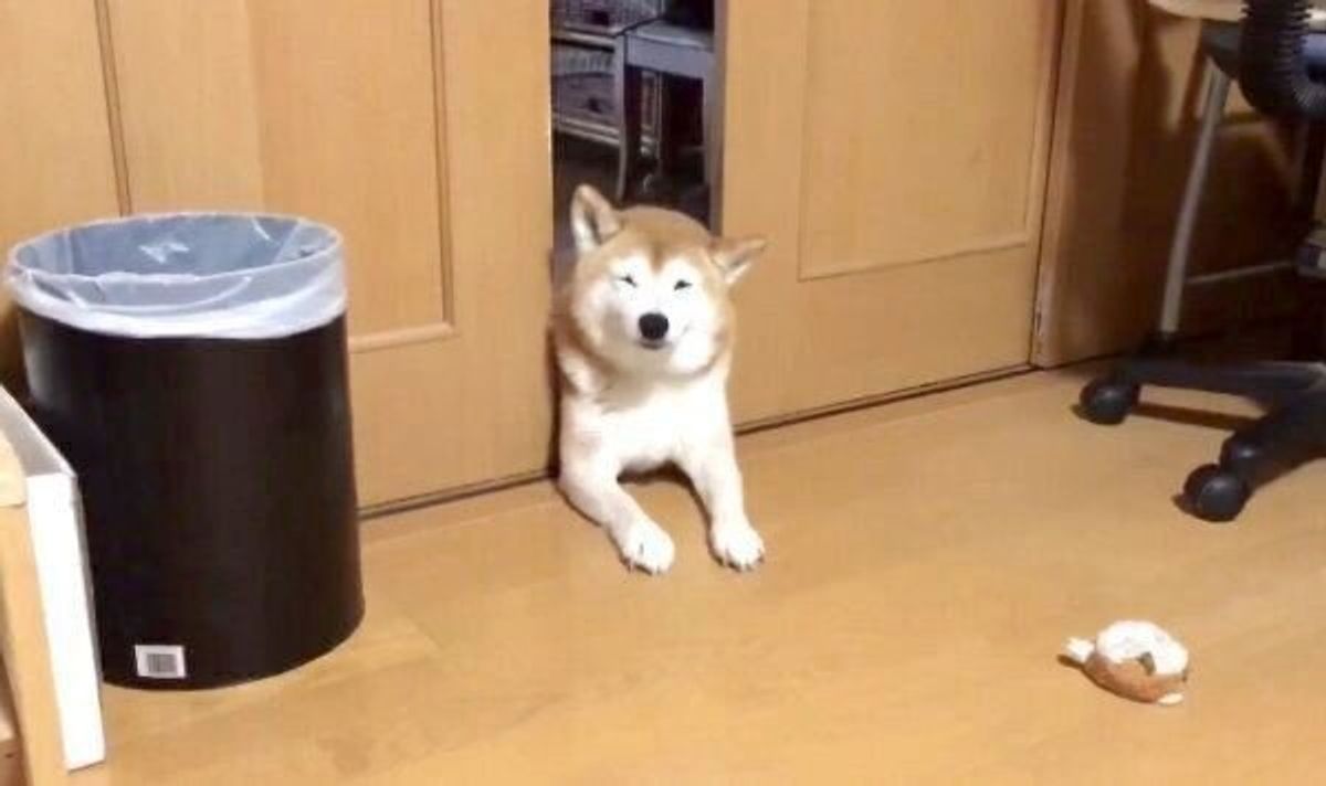 柴犬の見事な挟まりっぷりに 不思議な寝姿 家族思いの 理由 に思わずほっこり いぬのきもちweb Magazine 柴犬の見事な挟まりっぷりに 不思議な寝姿 家族思いの 理由 に思わずほっこり いぬのきもちweb Magazine