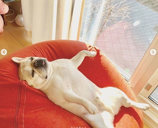 眠るフレンチ・ブルドッグ