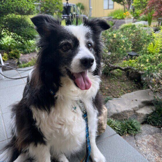 ボーダー・コリー