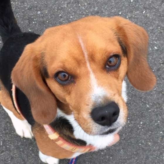 かわいいビーグル