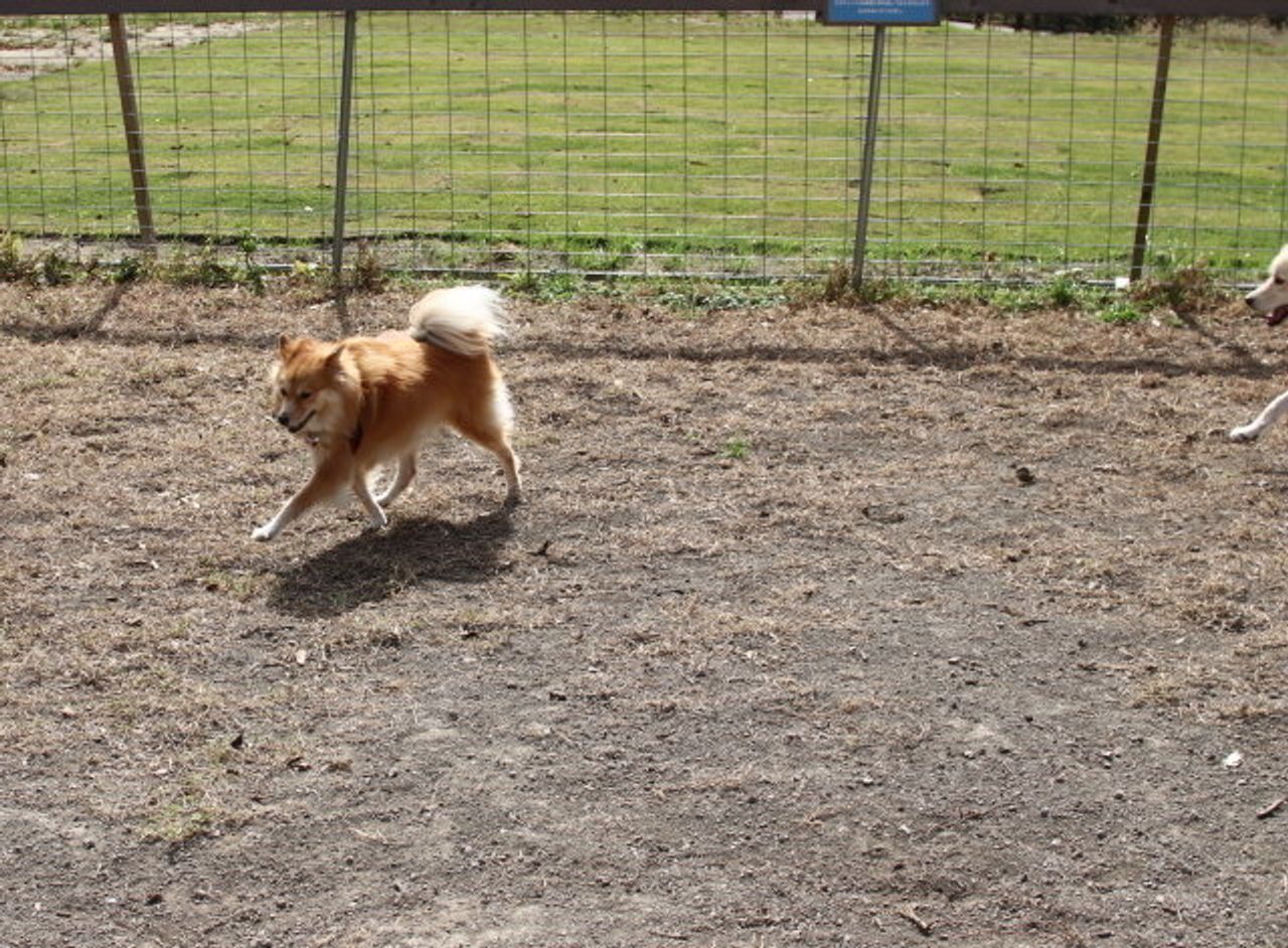 ものすごく狭い世界で生きる男 穴澤賢の犬のはなし いぬのきもちweb Magazine ものすごく狭い世界で生きる男 穴澤賢の犬のはなし いぬのきもちweb Magazine