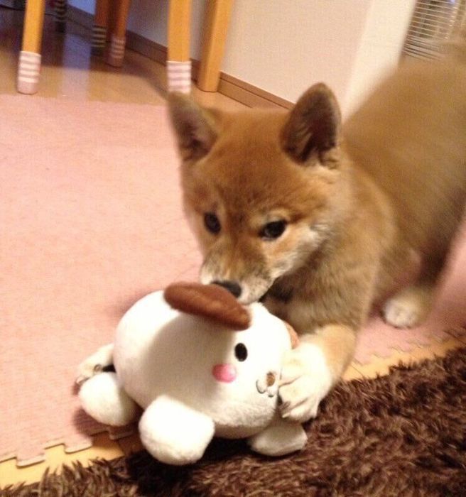 おもちゃで遊ぶひよりちゃん