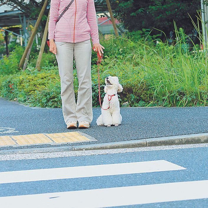 横断歩道にさしかかったら、愛犬をオスワリさせ、飼い主さんが安全確認をしてから渡って