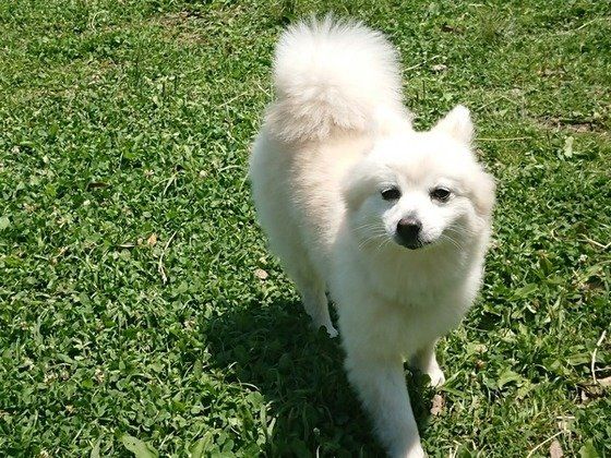 ドッグランにきたポメラニアン