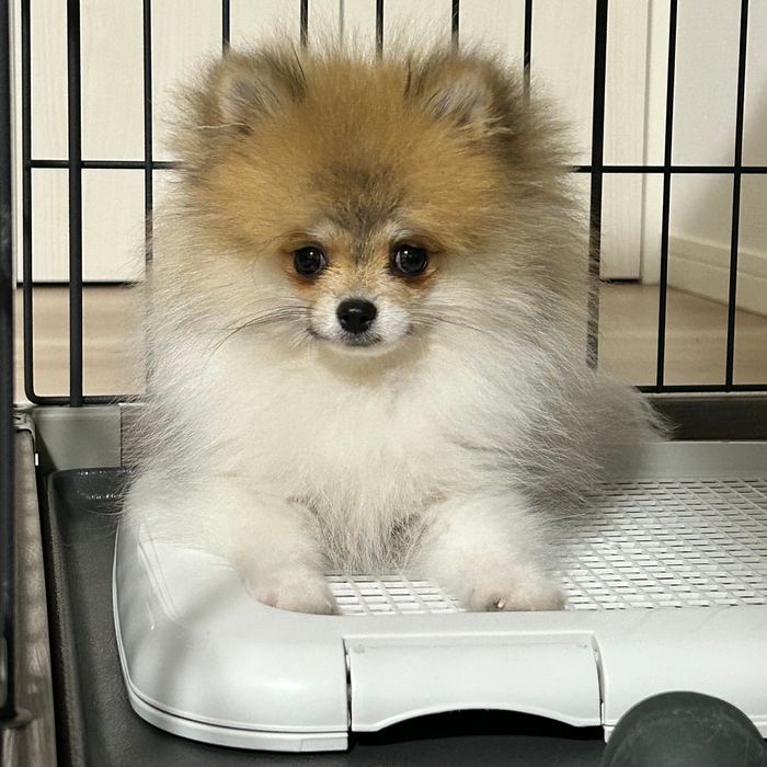 見つめるはるこちゃん