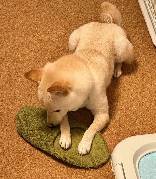 スリッパが好きなボスくん