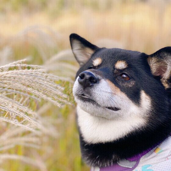 犬が「フーッ」とため息をつくのはなぜ？ ため息をつく4つの理由と注意点 いぬのきもち