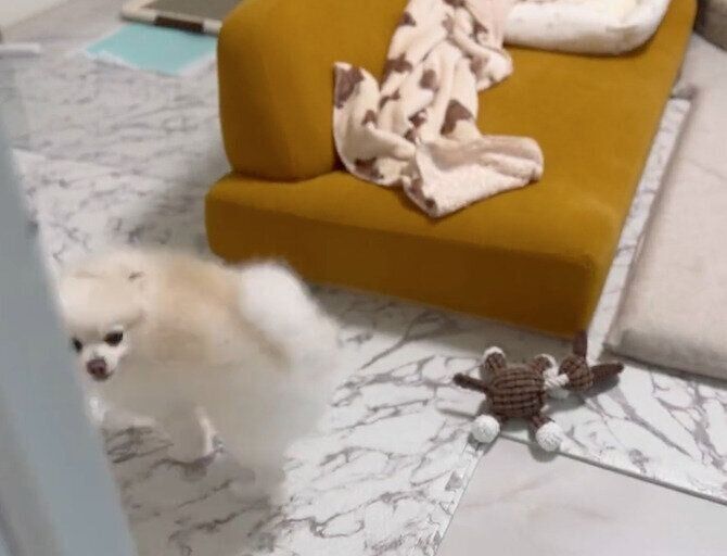 喜びを爆発させるぽんちゃん