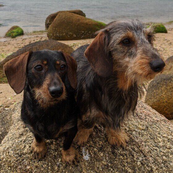 ミニチュア・ダックスフンド・ルルちゃんとネオちゃん・ワイヤー