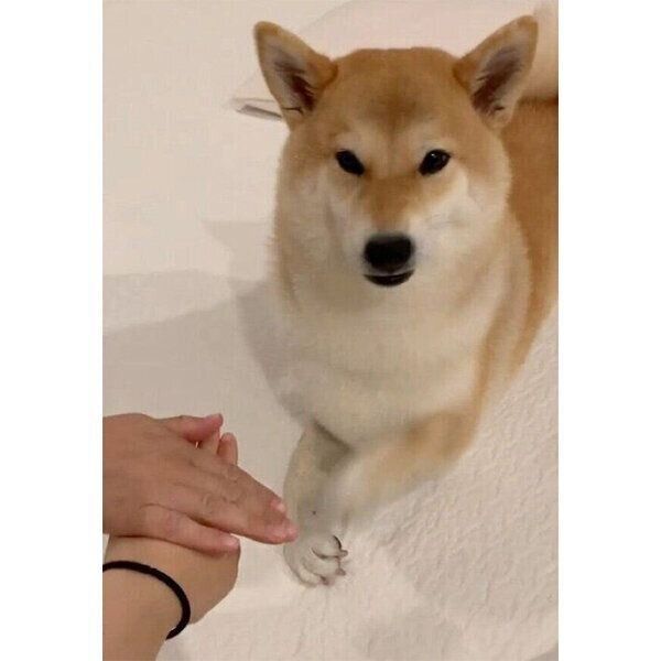 息の合ったやりとりを見せる味噌ちゃん