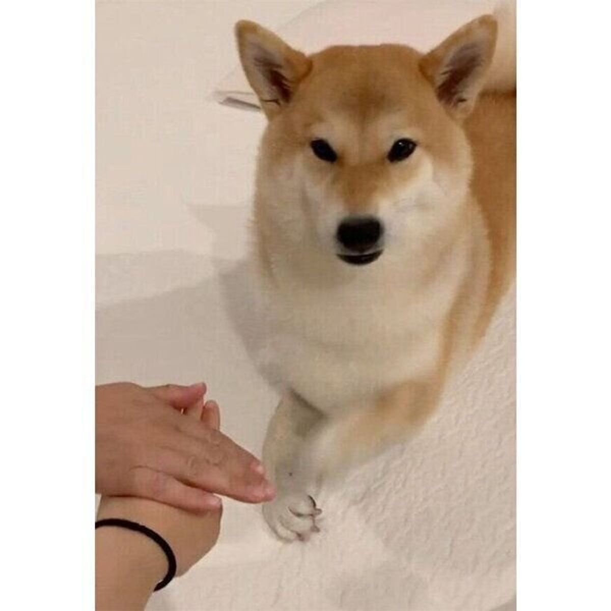 今週も頑張ろう と飼い主さんが手を差し出すと 柴犬も参加 息の合った ワンチーム を見せてくれた いぬのきもちweb Magazine 今週も頑張ろう と飼い主さんが手を差し出すと 柴犬も参加 息の合った ワンチーム を見せてくれた いぬのきもちweb Magazine