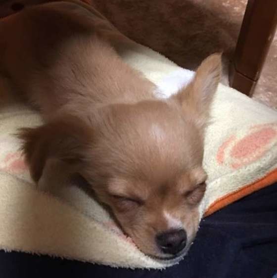 チワワのココアくん