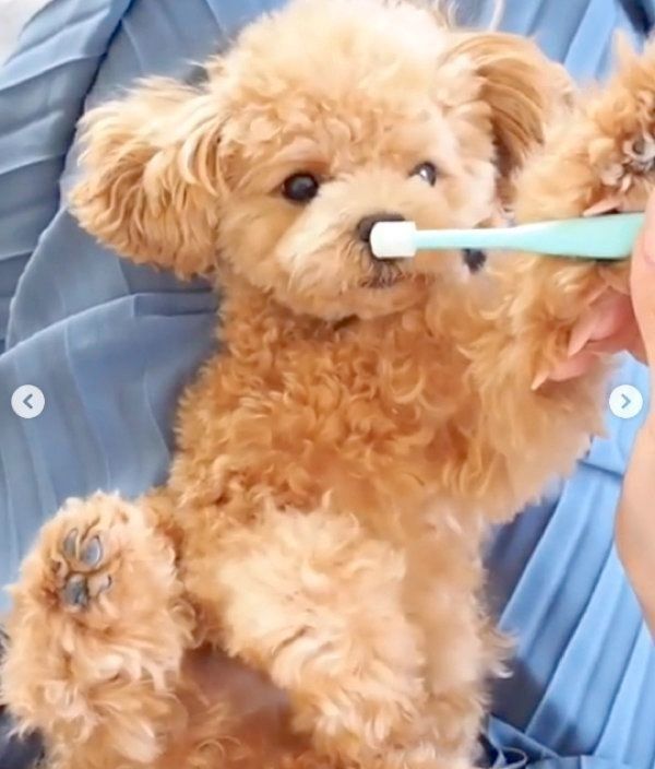 歯磨きするティーカップ・プードル 