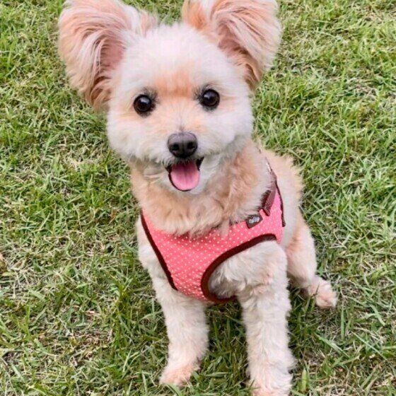 笑顔を見せるMIX犬