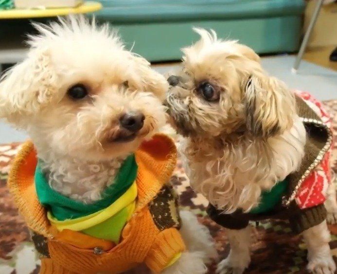 かわいい16歳のチップちゃん