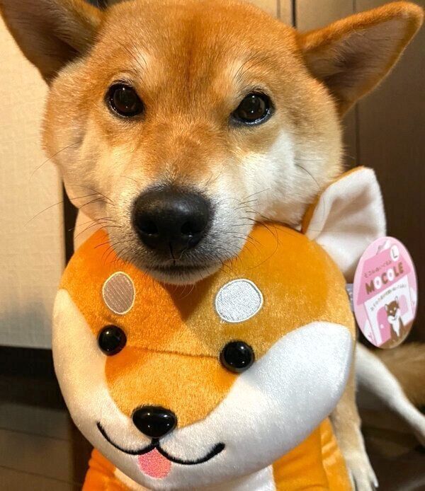 ぬいぐるみにアゴを乗せるゆきちゃん