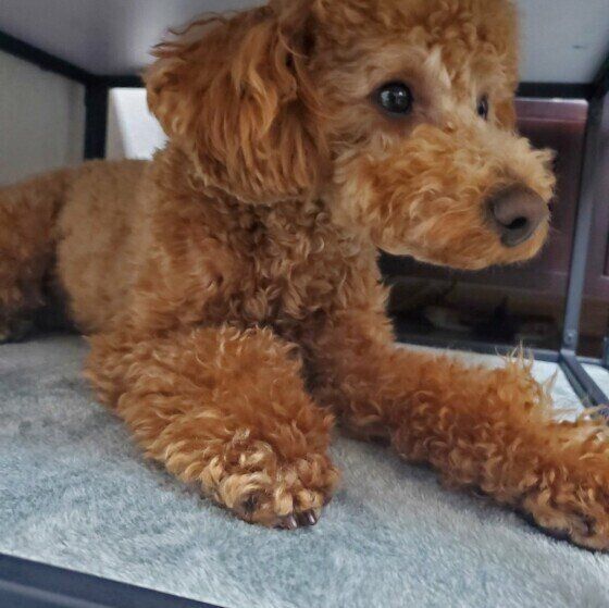 隠れるトイ・プードル