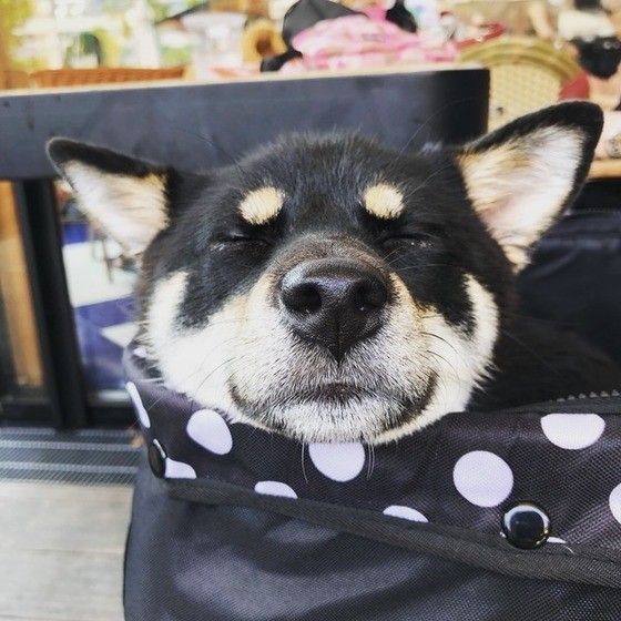 眠る柴犬