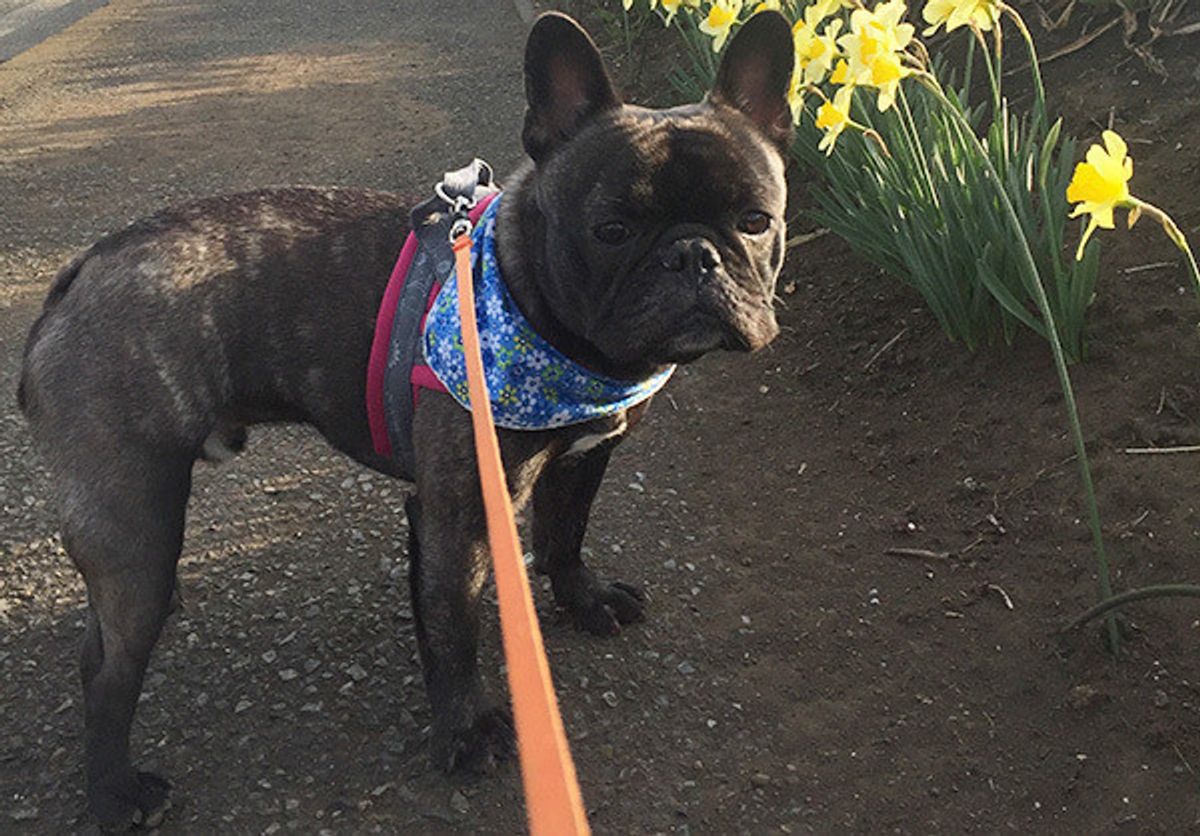 犬のウンチ後の 砂かけ 行為の理由 意見が分かれるも 真相は いぬのきもちweb Magazine 犬のウンチ後の 砂かけ 行為の理由 意見が分かれるも 真相は いぬのきもちweb Magazine