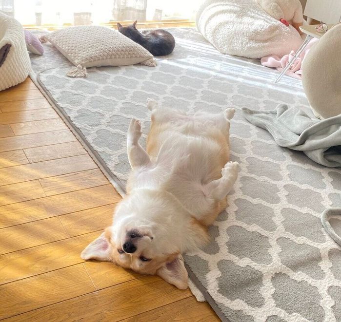 ヘソ天ポーズで爆睡するあんずちゃん