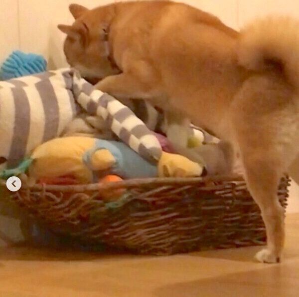 おもちゃを選ぶエマちゃん