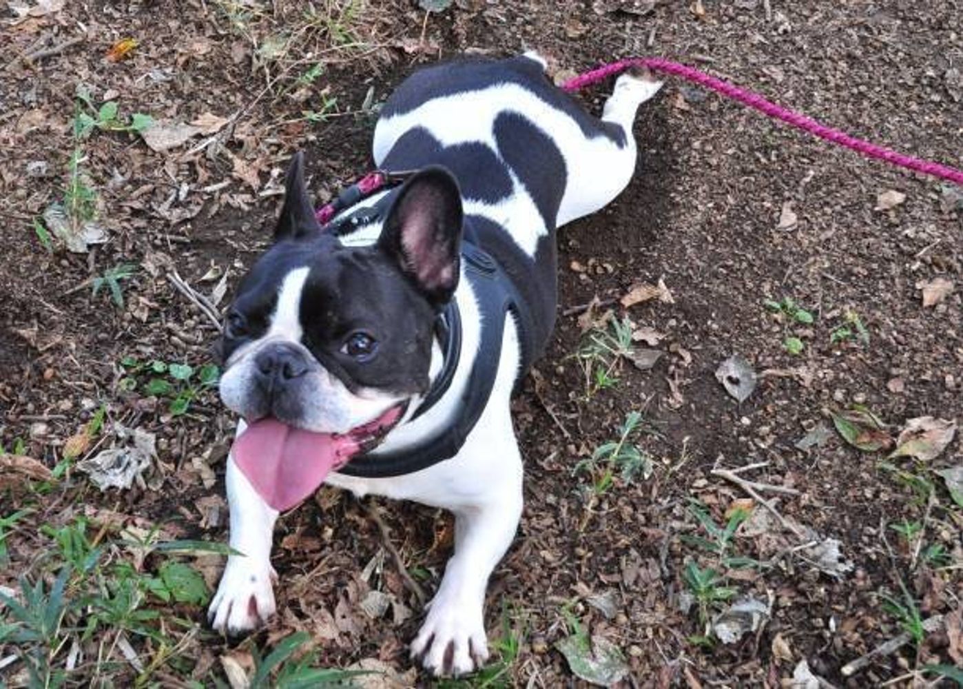 犬の椎間板ヘルニアの症状や原因 治療にかかる費用は いぬのきもちweb Magazine 犬の椎間板ヘルニアの症状や原因 治療にかかる費用は いぬのきもちweb Magazine