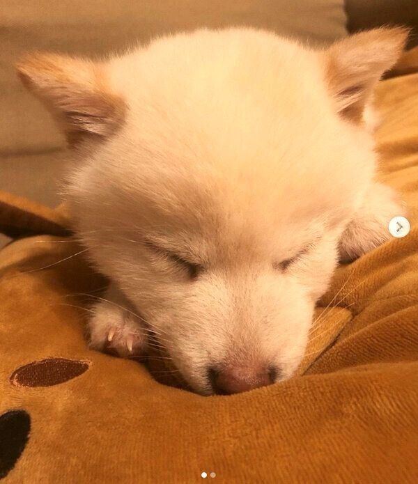 眠るむぎちゃん