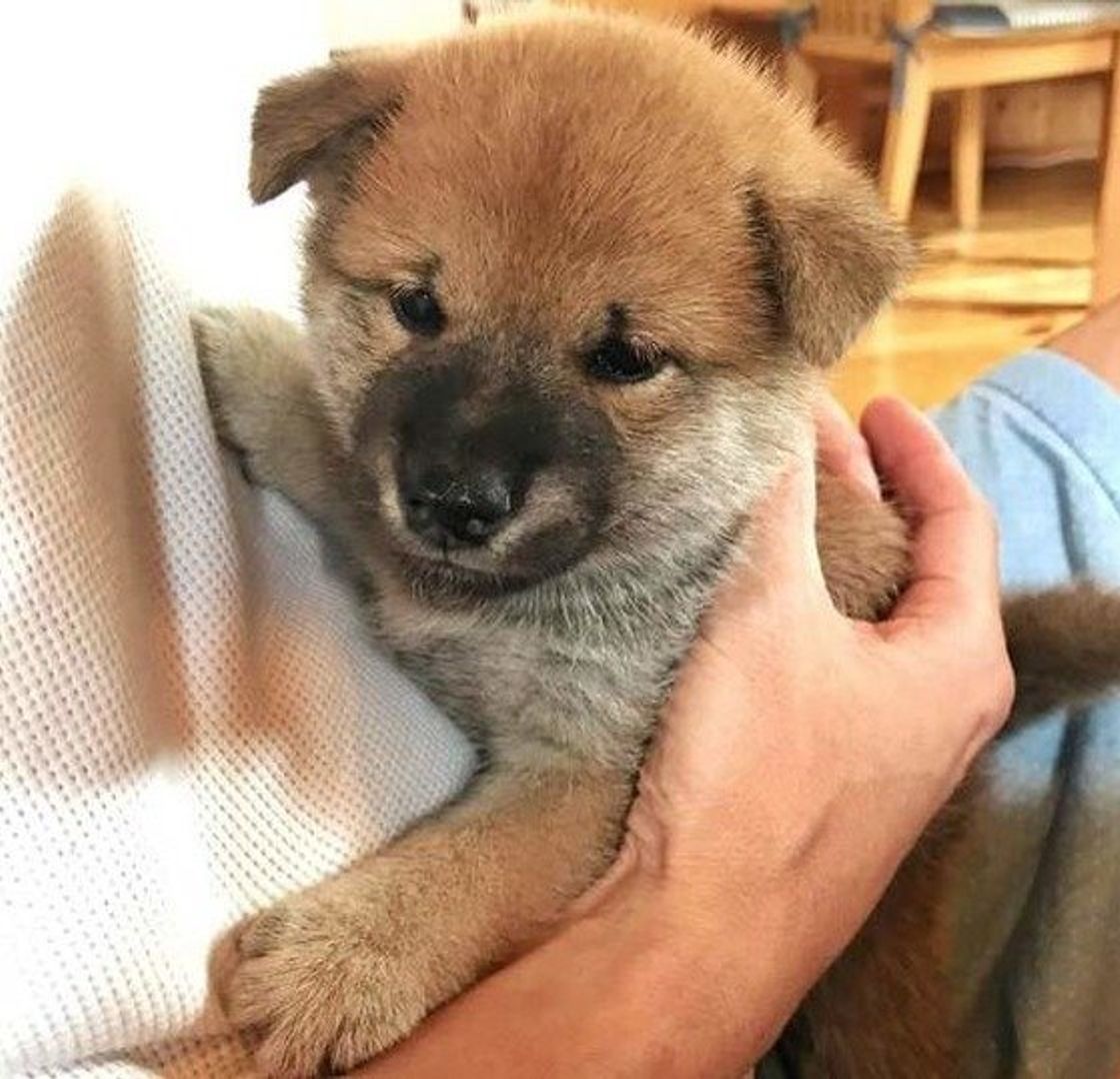 獣医師監修 柴犬が噛む理由とは 噛まないためのしつけと気をつけること いぬのきもちweb Magazine 獣医師監修 柴犬が噛む理由とは 噛まないためのしつけと気をつけること いぬのきもちweb Magazine