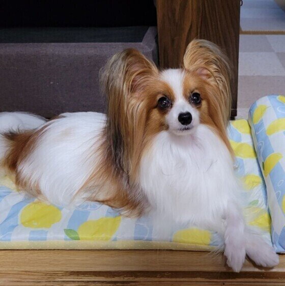 犬が前足をクロスする理由 クセ 病気 いぬのきもちweb Magazine 犬が前足をクロスする理由 クセ 病気 いぬのきもちweb Magazine