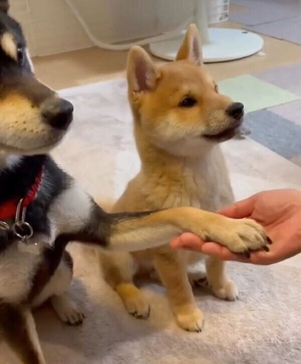 「オテ」の練習をする幸来くんと、できるアピールをする福来ちゃん