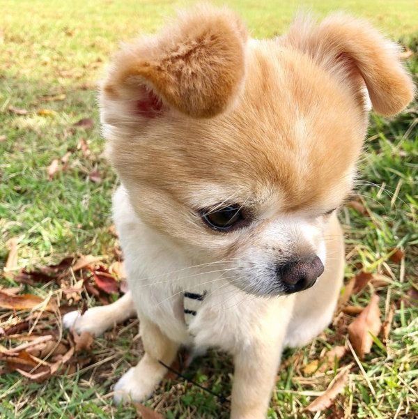 チワワのぽんたちゃん